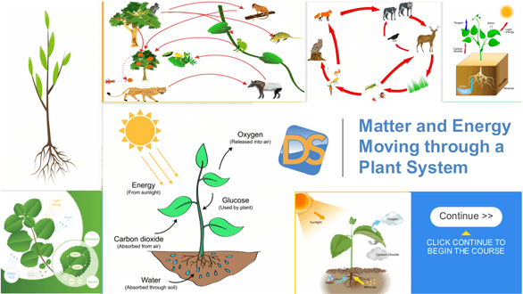 Matter And Energy Moving Through A Plant System