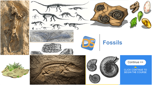 Fossils